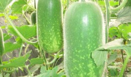 朝阳号外官网免费吃瓜 2024大瓜事件,朝阳号外官网免费大瓜盛宴来袭！