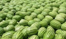 吃瓜是什么意思 热门大瓜每日必吃大瓜,揭秘“吃瓜群众”的狂欢盛宴